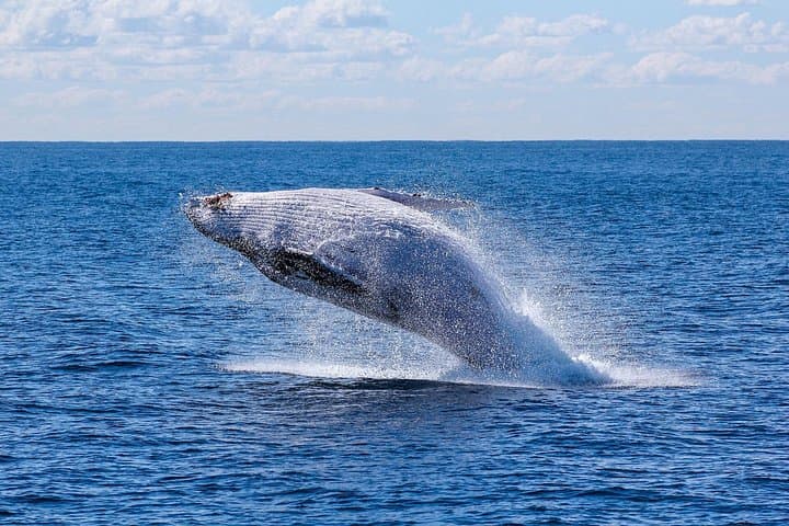 Whale Route Full Day Tour — Land-Based Whale Watching from Cape Town to Hermanus photo 4
