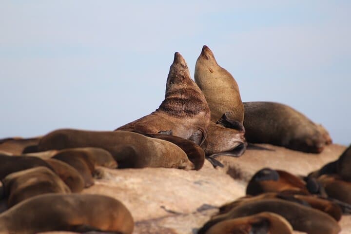 Best of Cape Town Full-Day Tour: Cape Point, Winelands & Penguin Visit photo 6