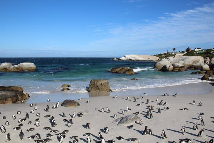 E-Bike Cape Peninsula Full-Day Tour: Cape Town to Cape Point & Boulders Beach photo 3