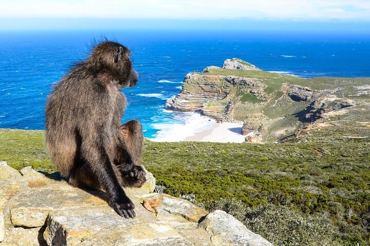 E-Bike Cape Peninsula Full-Day Tour: Cape Town to Cape Point & Boulders Beach photo 4