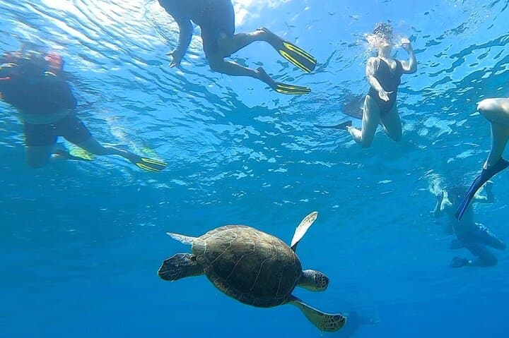 Aguadilla Tropical Snorkeling: Shore Snorkel with Sea Turtles and Coral Reefs
