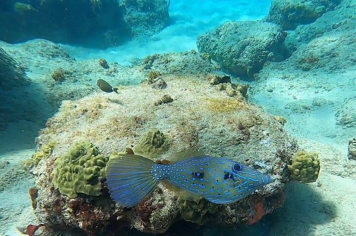 Aguadilla Tropical Snorkeling: Shore Snorkel with Sea Turtles and Coral Reefs photo 6