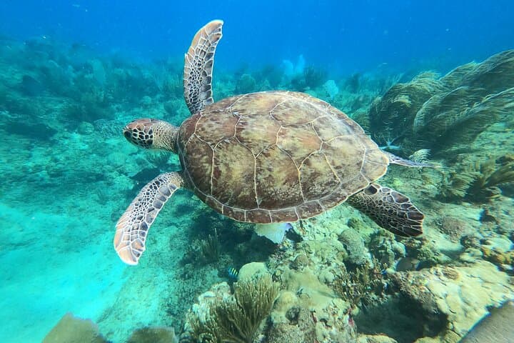 Aguadilla Tropical Snorkeling: Shore Snorkel with Sea Turtles and Coral Reefs photo 2