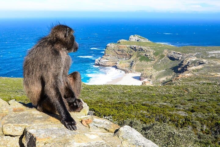 Half-Day Cape Peninsula Tour: Cape Point, Boulders Beach Penguins & Atlantic Coast