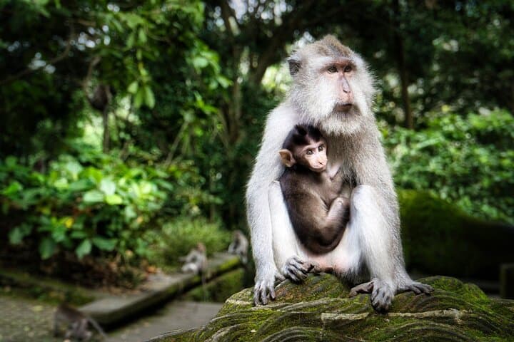 Ubud to Tanah Lot: Private Day Tour to Monkey Forest, Tegenungan Waterfall & Artisan Villages photo 3