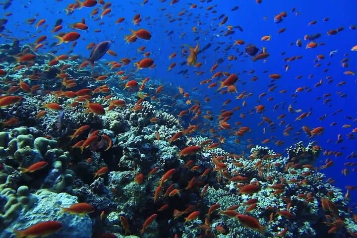 Hurghada Red Sea Diving Expedition for Novice and Certified Divers photo 2