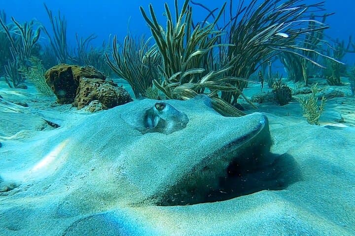 Aguadilla Tropical Snorkeling: Shore Snorkel with Sea Turtles and Coral Reefs photo 4