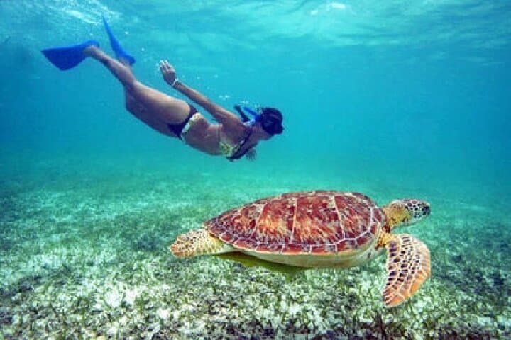 Buck Island Turtle Snorkel Sail from Frenchman's Reef — St. Thomas Day Cruise