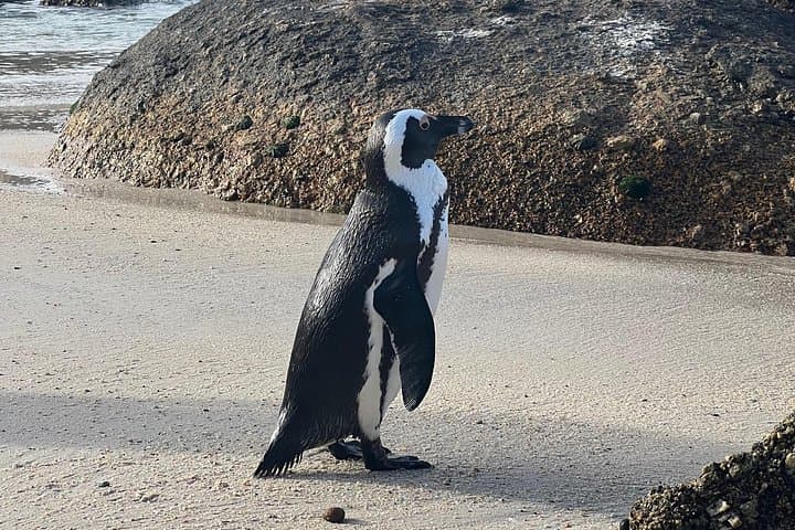 Cape Point & Cape of Good Hope Private Day Tour — Penguins, Seal Cruise & Coastal Views photo 3