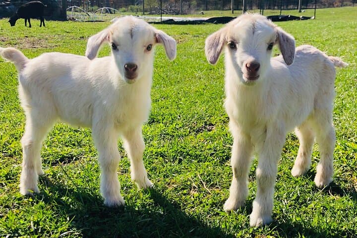 Clover Brooke Farm Llama, Alpaca & Goat Tour in the Catskills