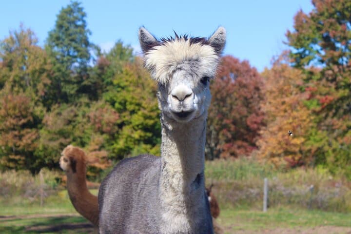 Clover Brooke Farm Llama, Alpaca & Goat Tour in the Catskills photo 3