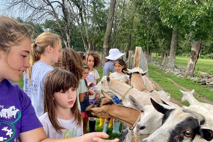 Clover Brooke Farm Llama, Alpaca & Goat Tour in the Catskills photo 5