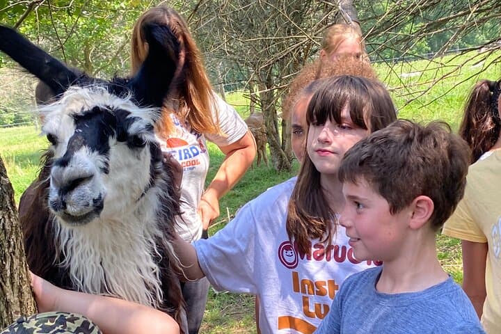 Clover Brooke Farm Llama, Alpaca & Goat Tour in the Catskills photo 6