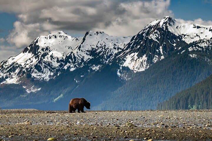 Pack Creek Bear Viewing: Wilderness Wildlife Flight from Juneau photo 2