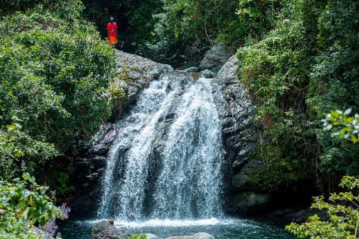 Blue Mountain Full-Day Downhill Bike Tour: Coffee, Waterfalls & Island Views photo 4