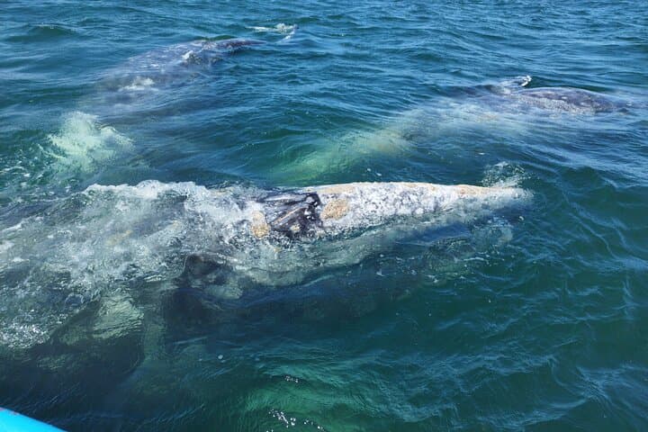 Full-Day Gray Whale Watching from La Paz to Puerto Chale photo 2