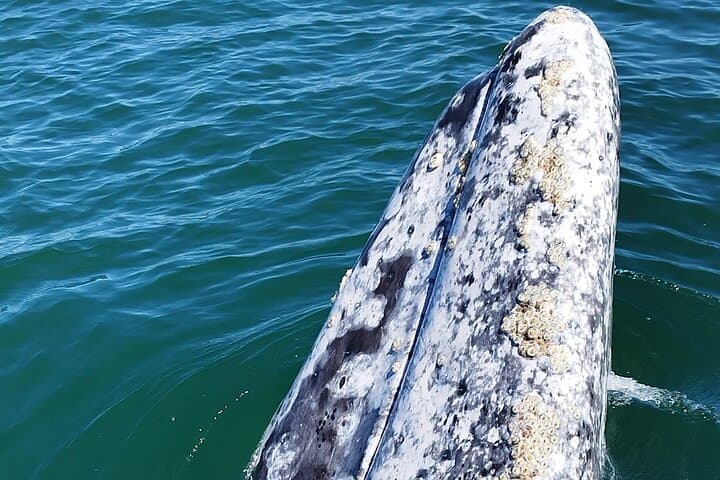 Full-Day Gray Whale Watching from La Paz to Puerto Chale photo 3