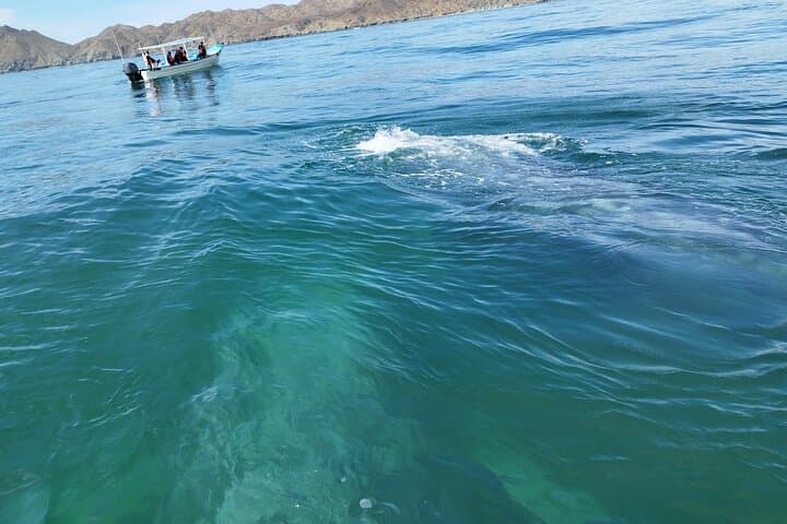 Full-Day Gray Whale Watching from La Paz to Puerto Chale photo 4