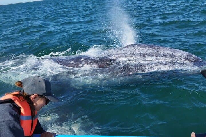 Full-Day Gray Whale Watching from La Paz to Puerto Chale