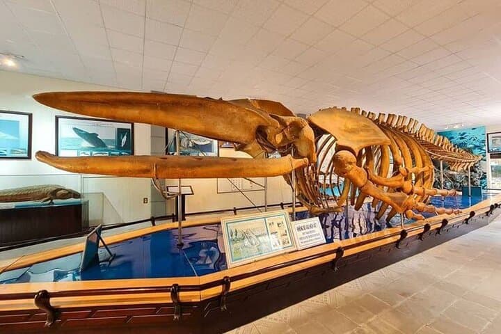 Nha Trang Half-Day City Tour: Oceanographic Museum, Hon Chong Promontory & Po Nagar photo 3