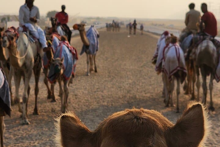 90-Minute Cultural Camel Ride in Dubai Desert: Farm Visit, Riding & Tea photo 3