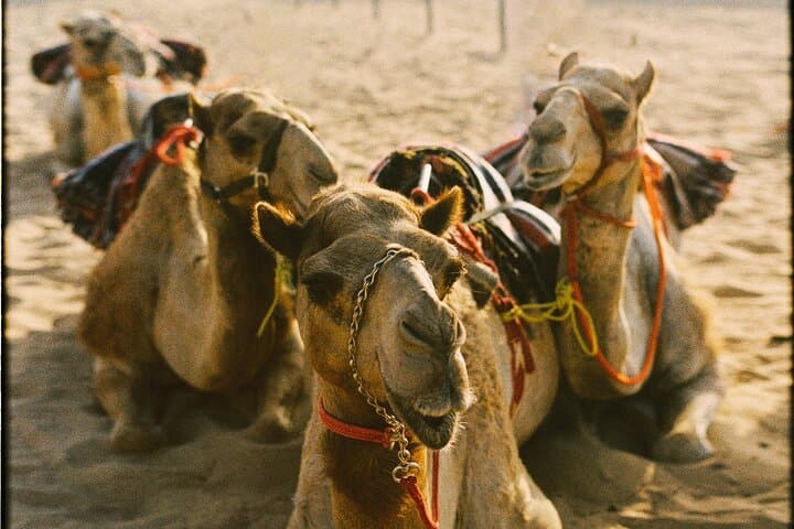 90-Minute Cultural Camel Ride in Dubai Desert: Farm Visit, Riding & Tea photo 2