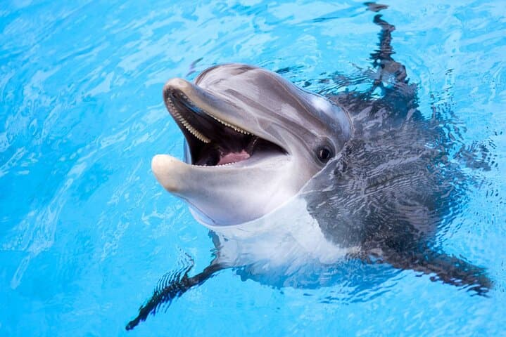 Dolphin Discovery Adventure in Hurghada: Snorkel, Swim and Fish the Red Sea photo 3
