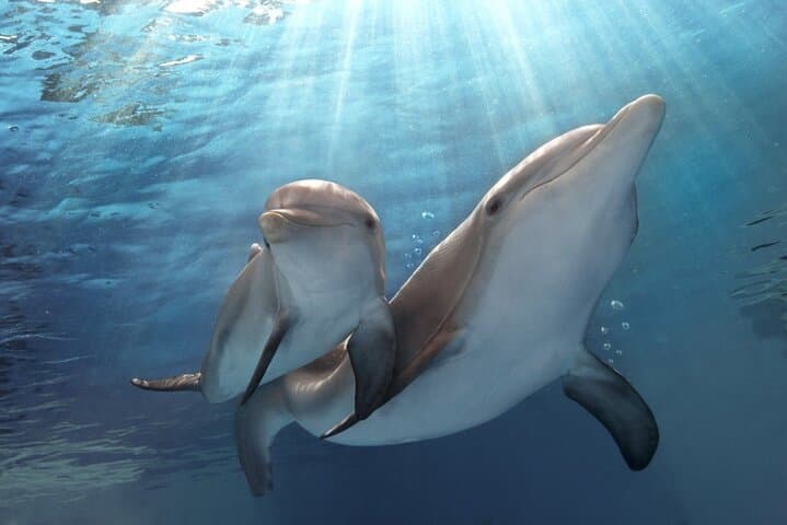 Dolphin Discovery Adventure in Hurghada: Snorkel, Swim and Fish the Red Sea photo 5