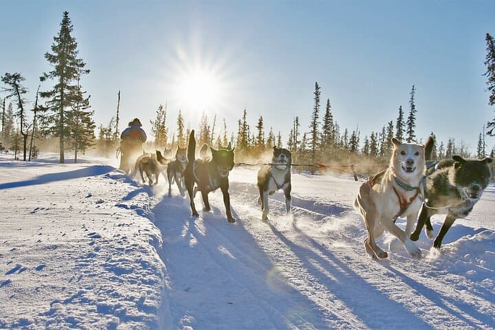 Dogsled Adventure in Kiruna: Icehotel Dog Sled Tours & Swedish Fika