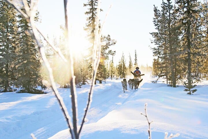 Dogsled Adventure in Kiruna: Icehotel Dog Sled Tours & Swedish Fika photo 5