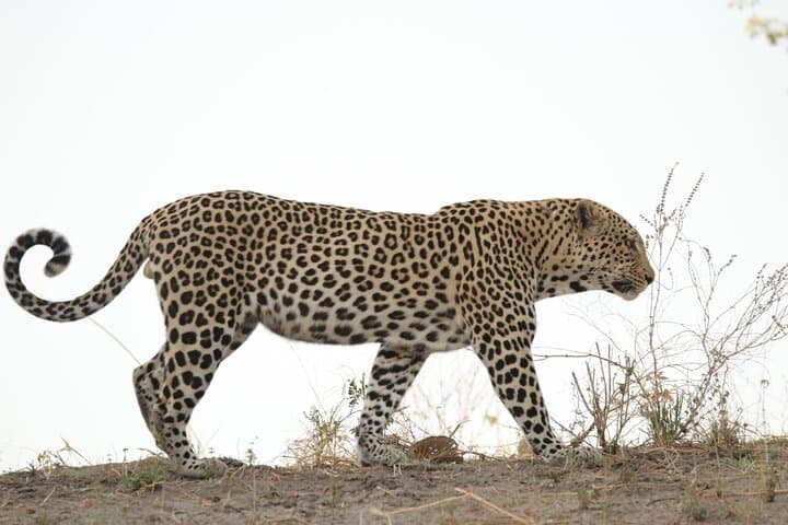 8-Day Delta Miracle Safari — Moremi & Khwai Luxury Tented Camp