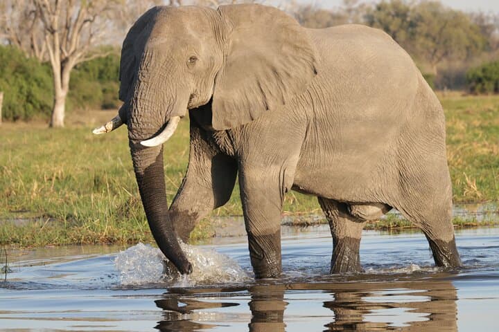 8-Day Delta Miracle Safari — Moremi & Khwai Luxury Tented Camp photo 3