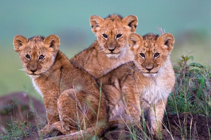 Full-Day Cape Town Safari: Big Five Game Drive in the Western Cape