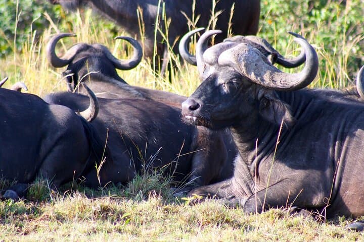 Full-Day Cape Town Safari: Big Five Game Drive in the Western Cape photo 3