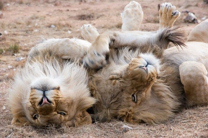 Full-Day Cape Town Safari: Big Five Game Drive in the Western Cape photo 4