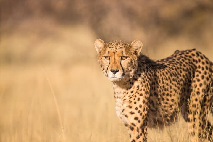 Full-Day Cape Town Safari: Big Five Game Drive in the Western Cape photo 5