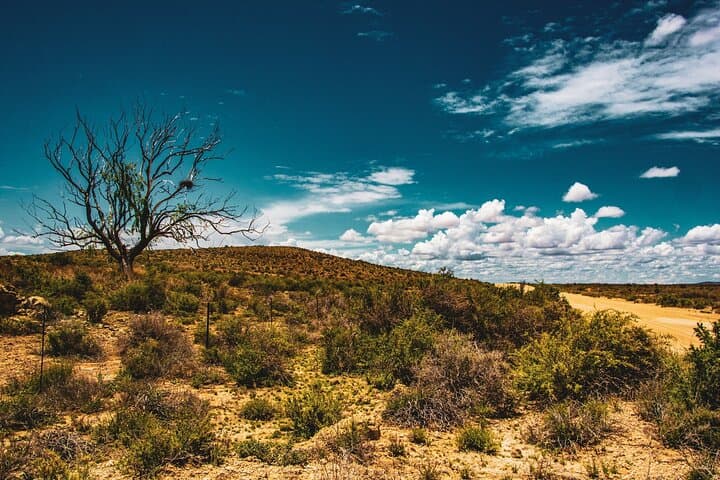 Full-Day Cape Town Safari: Big Five Game Drive in the Western Cape photo 6