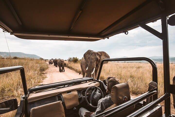 Full-Day Cape Town Safari: Big Five Game Drive in the Western Cape photo 2