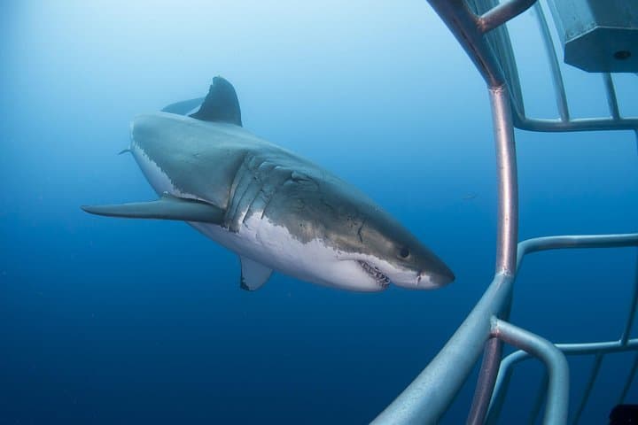 Cage Diving with Great White Sharks in Gansbaai — Full-Day Tour from Cape Town photo 3