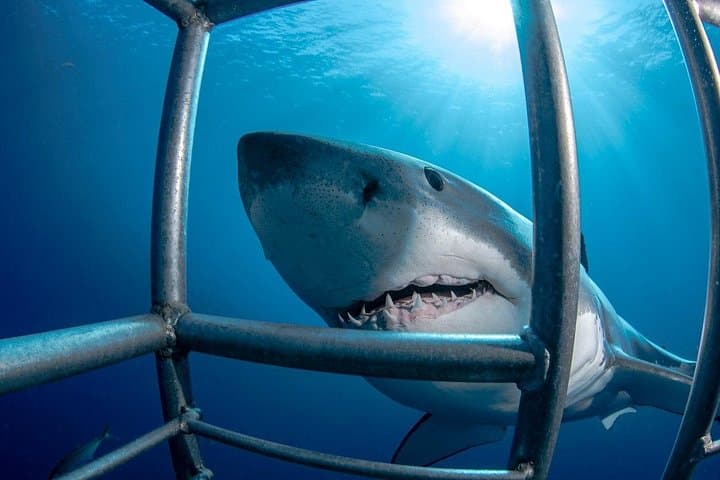 Cage Diving with Great White Sharks in Gansbaai — Full-Day Tour from Cape Town