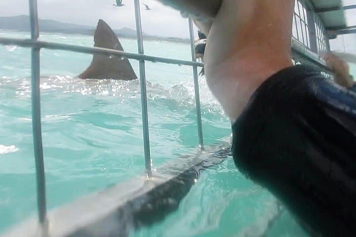 Cage Diving with Great White Sharks in Gansbaai — Full-Day Tour from Cape Town photo 2