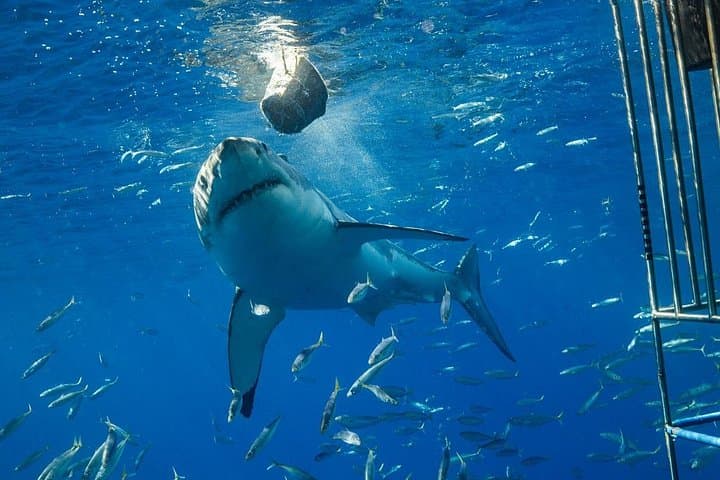 Cage Diving with Great White Sharks in Gansbaai — Full-Day Tour from Cape Town photo 4