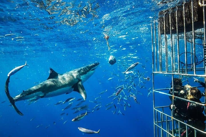 Cage Diving with Great White Sharks in Gansbaai — Full-Day Tour from Cape Town photo 5