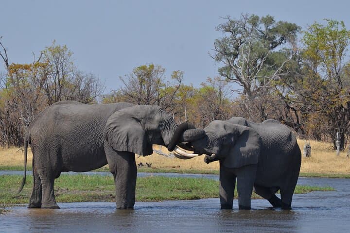 Okavango Delta Northern Explorer — 11-Day Private Safari from Maun