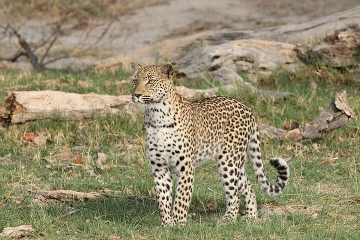 Okavango Delta Northern Explorer — 11-Day Private Safari from Maun photo 3