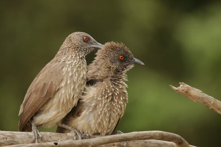 Okavango Delta Northern Explorer — 11-Day Private Safari from Maun photo 5