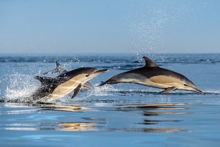 Table Bay Marine Wildlife Cruise & Stellenbosch Winelands Full-Day Tour from Cape Town photo 2