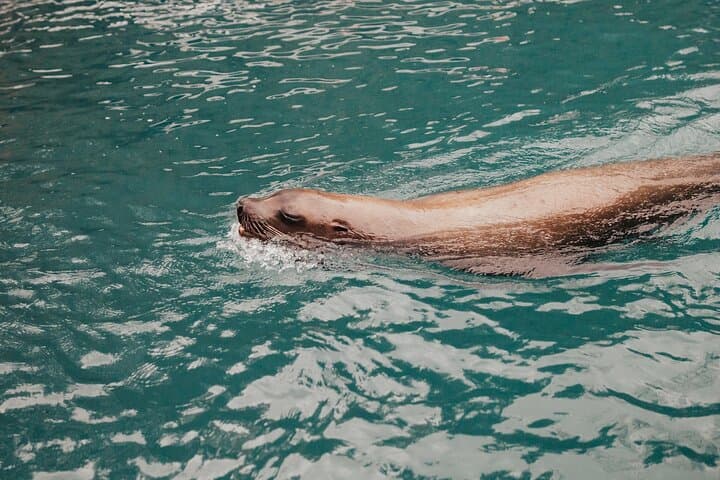 Table Bay Marine Wildlife Cruise & Stellenbosch Winelands Full-Day Tour from Cape Town