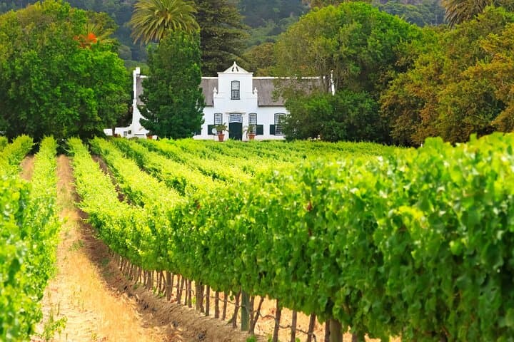 Table Bay Marine Wildlife Cruise & Stellenbosch Winelands Full-Day Tour from Cape Town photo 5