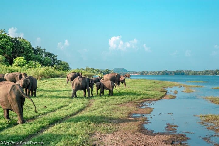 Sigiriya Lion Rock and Minneriya Elephant Safari: Day Trip from Colombo photo 5